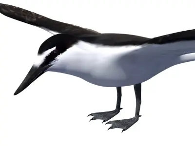 Bridled Tern 3D model