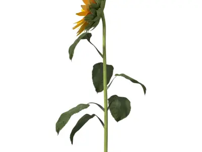  Sunflower 2 