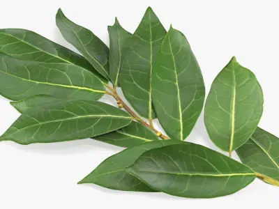 Laurus Nobilis Stem 3D model
