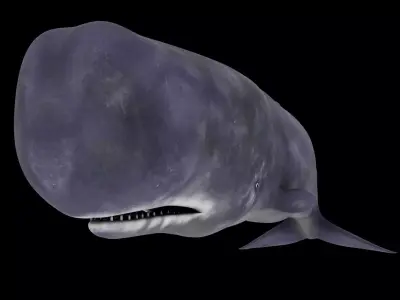 Spermwhale Low-poly 3D model