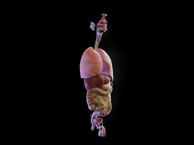 Human Male Organs 3D model