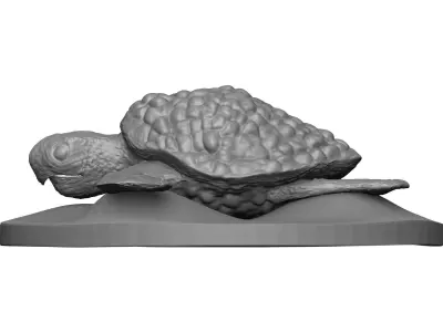 Sea Turtle 3D model order