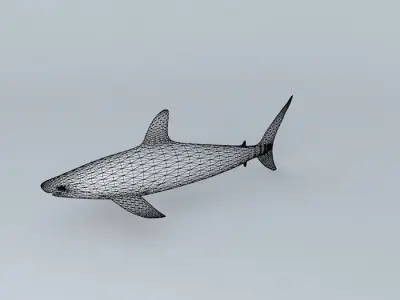 Shark Free 3D model buy