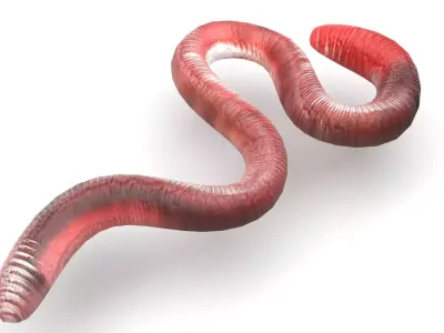 Earthworm 3D model 2