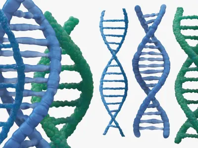 DNA Double Helix Structure Models Blue 3D model
