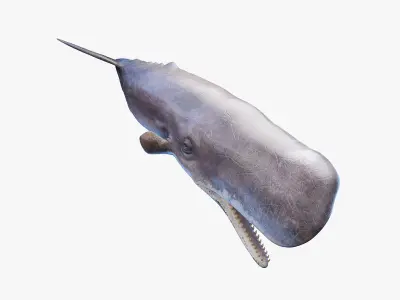 Sperm Whale  purchase 3D model