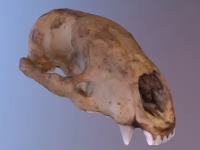 Badger Skull Scan 3D model