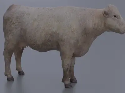 Cow-cattle Low-poly 3D model