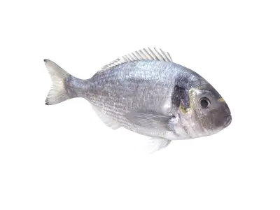 Fish Collection  buy 3D model