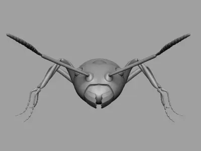 Ant Ant 3D model