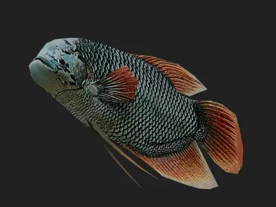 Ashtongourami Low-poly 3D model