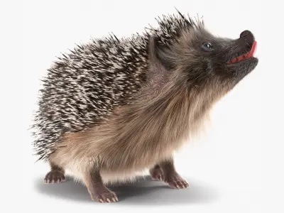 Black Hedgehog Fur Rigged 3D model