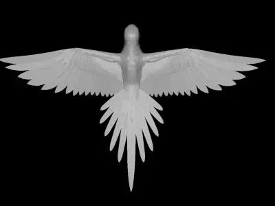 Parrot 3D model get