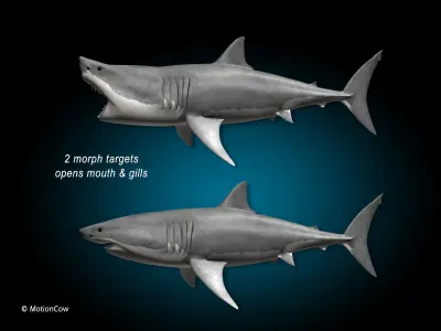 Great White Shark 3D model 11