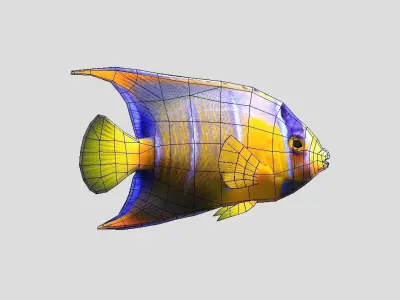 Queen Angelfish Realistic Animated Low-poly 3D model