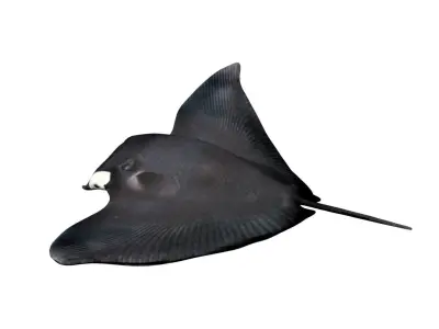 Manta ray Low-poly 3D model purchase