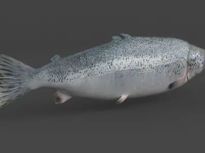 Salmon Fish 3D model order