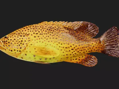 Grouper Low-poly 3D model get