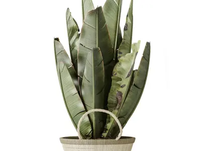 AV Indoor plants set 205 Ravenala Banana Nicolai 3D model