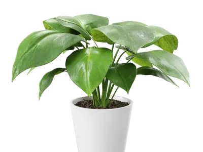  Young Monstera Plant Potted Plant Model 