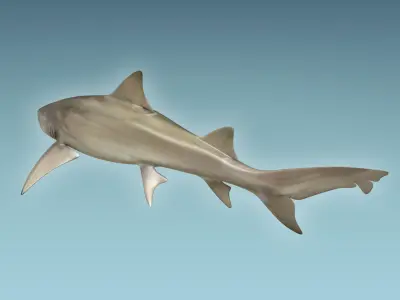 Lemon Shark 3D model