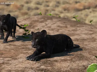 Panther Cub Lying Down 3D model