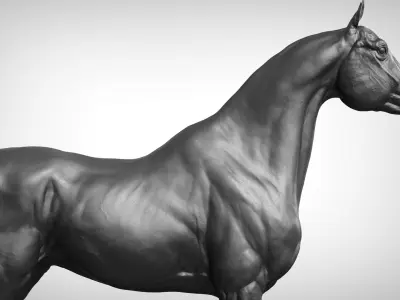  project Arabian horse 