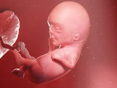 Fetus Week 12 Animated 3D model