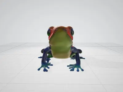 Venomus Frog -- Oophaga Pumilio 3D model
