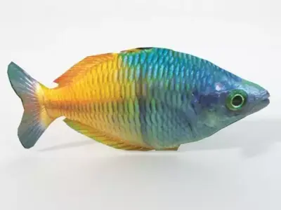 Rainbow Fish Low-poly 3D model