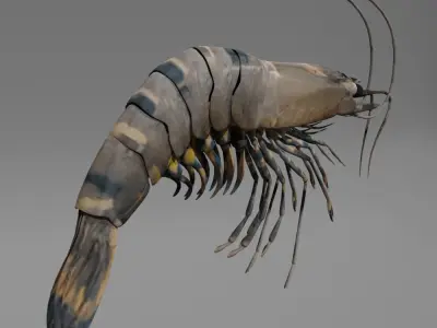 Shrimp 3D model get