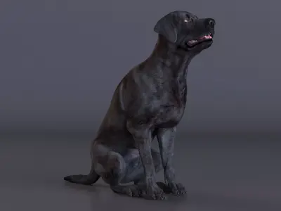 Black Begging Labrador Dog Animated Rigged for Maya 3D model