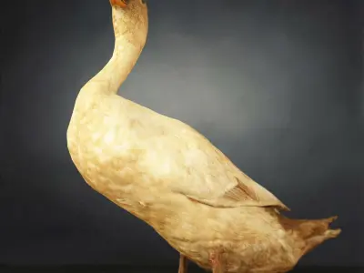 9 Birds Collection V1 Low-poly 3D model