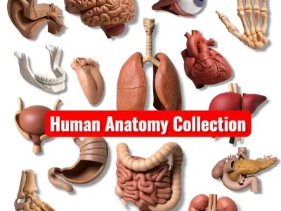 Human anatomy collection pack 3D print model