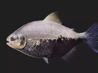 Tambaqui Low-poly 3D model