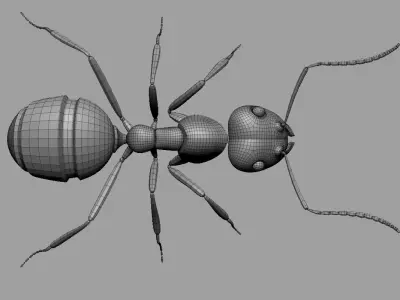 Ant Ant 3D model