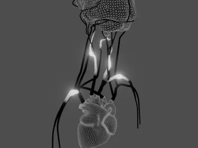 Cerebral Blood Flow Animation Low-poly 3D model