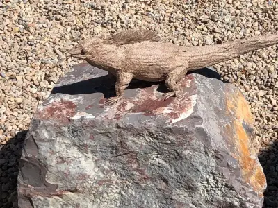Kamodo Dragon 3D model