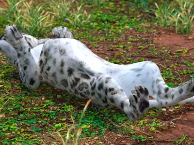Snow Leopard Cub in Lying Playful Pose 3D model