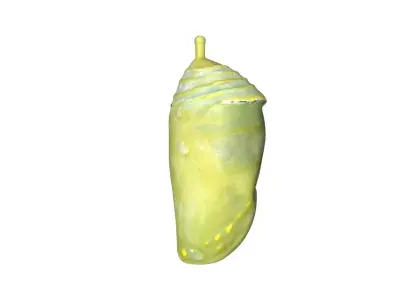 Cocoon butterfly chrysalis Low-poly 3D model