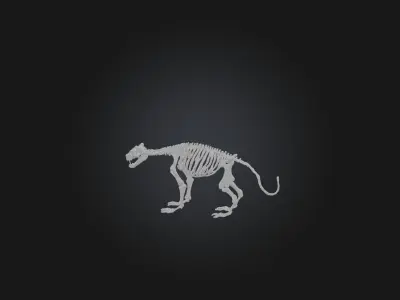 Realistic Tiger Skeleton Model Low-poly 3D model