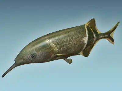 Elepant Nose Fish 3D model