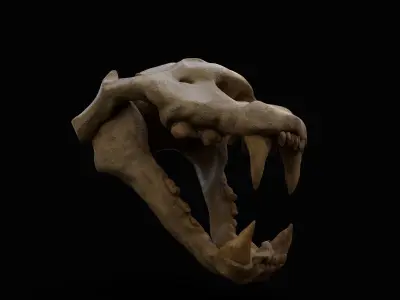 cheetah skull 3D model