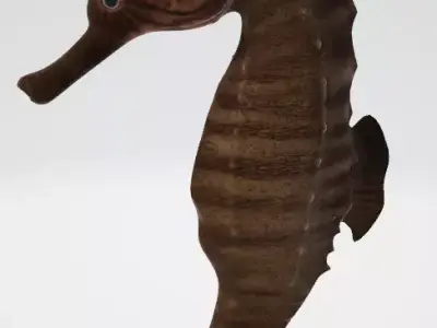 Seahorse 3D Model  Low-poly 3D model