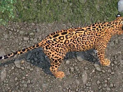 Jaguar 3D model purchase