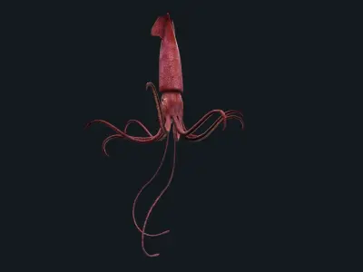 animated squid 3D model