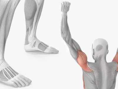 Muscular System Anatomy Shoulder Press 3D model purchase