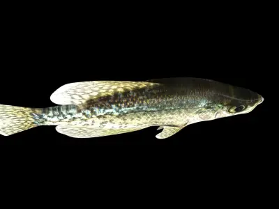 crappie x fish swimming 3D model