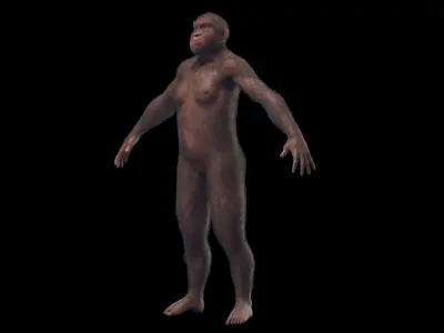 Australopithecus Afarensis Female 3D model