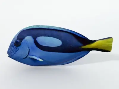 Surgeonfish fish Low-poly 3D model